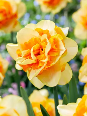 Link to Daffodil Sun Catchers