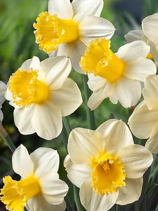 Daffodil Sugar Dipped
