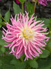 Dahlia Stars Favourite