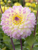 Dahlia Sagitta