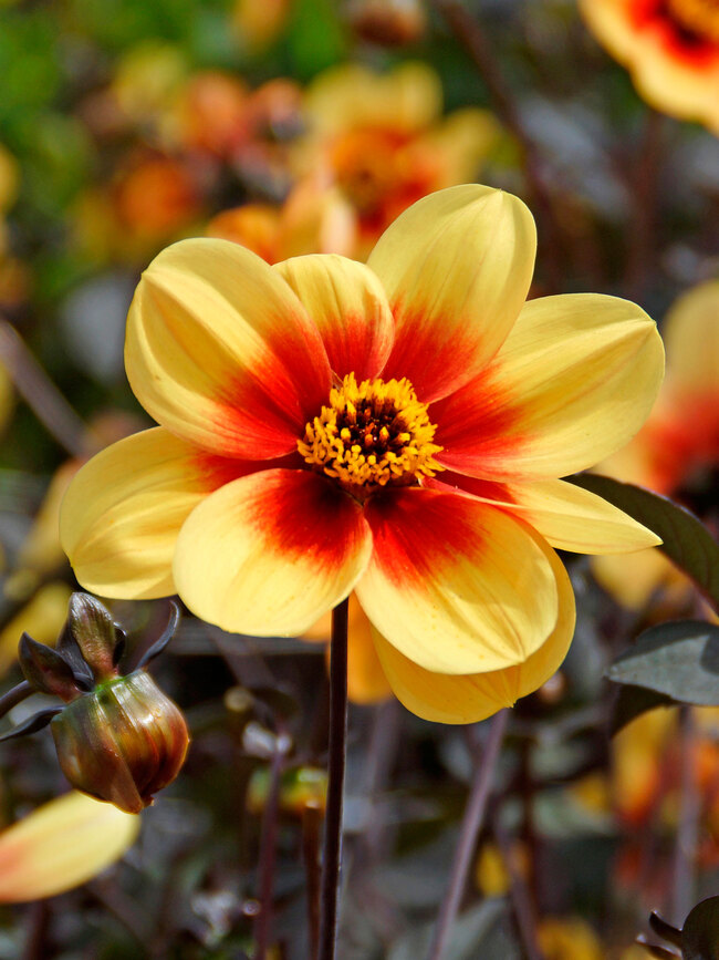 Dahlia Sunshine