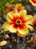 Dahlia Sunshine