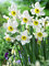 Daffodil Sinopel