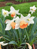 Daffodil Skype