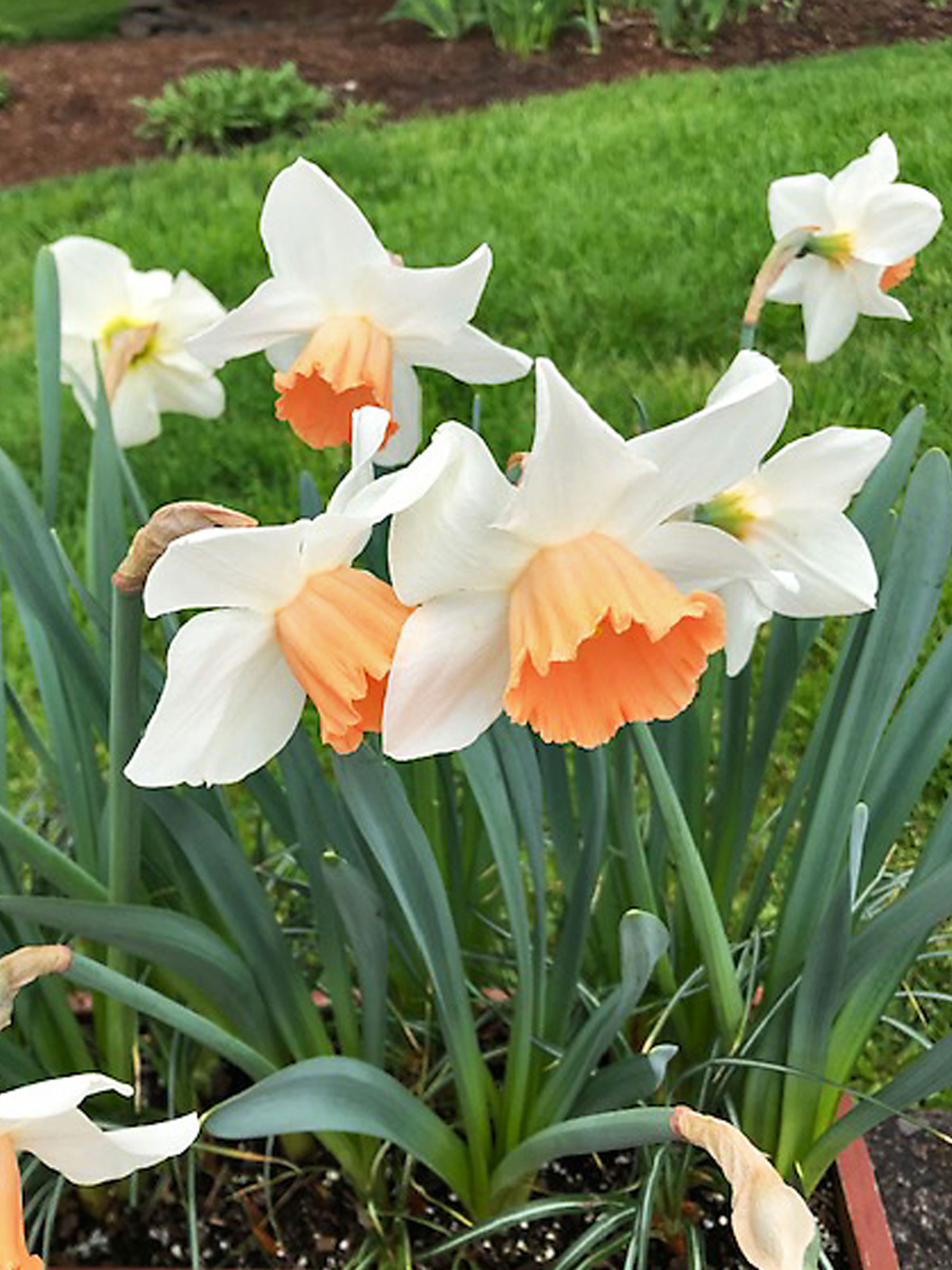 BDASK-0-Daffodil-Skype-vb.jpg