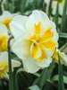 Daffodil Sorbet