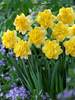 Daffodil Sweet Pomponette