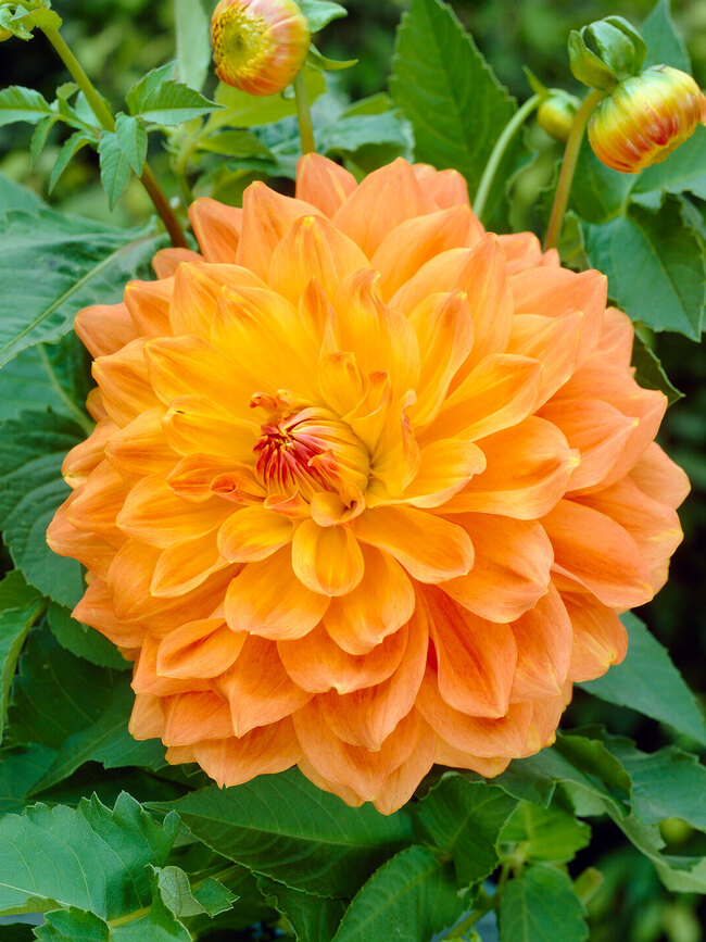 Dahlia Summer Sunset