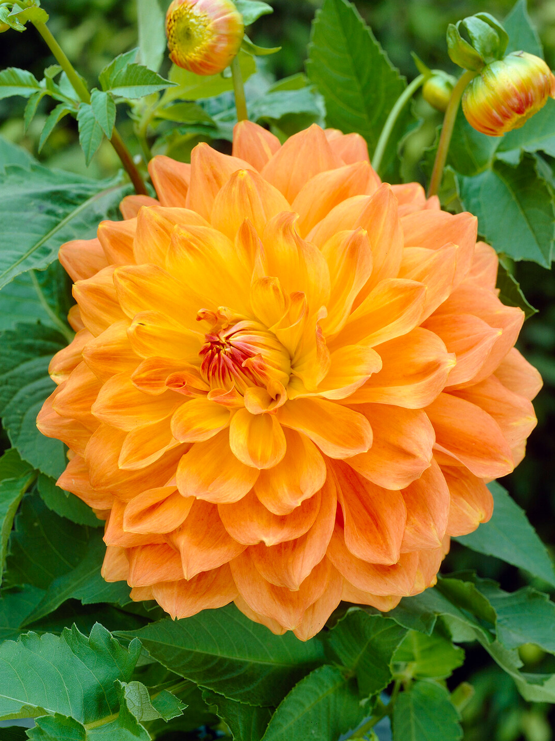 BDASS-0-Dahlia-Summer-Sunset-