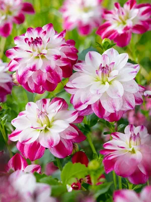 Link to Dahlia Saint Martin