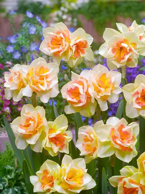 Link to Daffodil Sweet Ocean