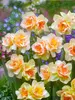 Daffodil Sweet Ocean