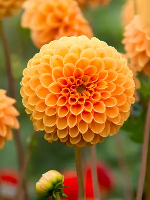 Link to Dahlia Sylvia