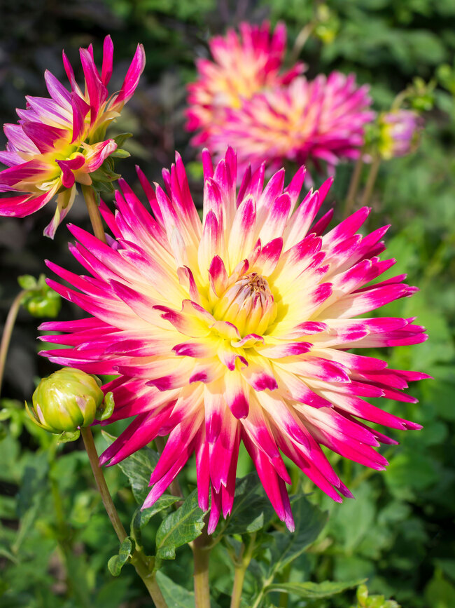 Dahlia Tahiti Sunrise