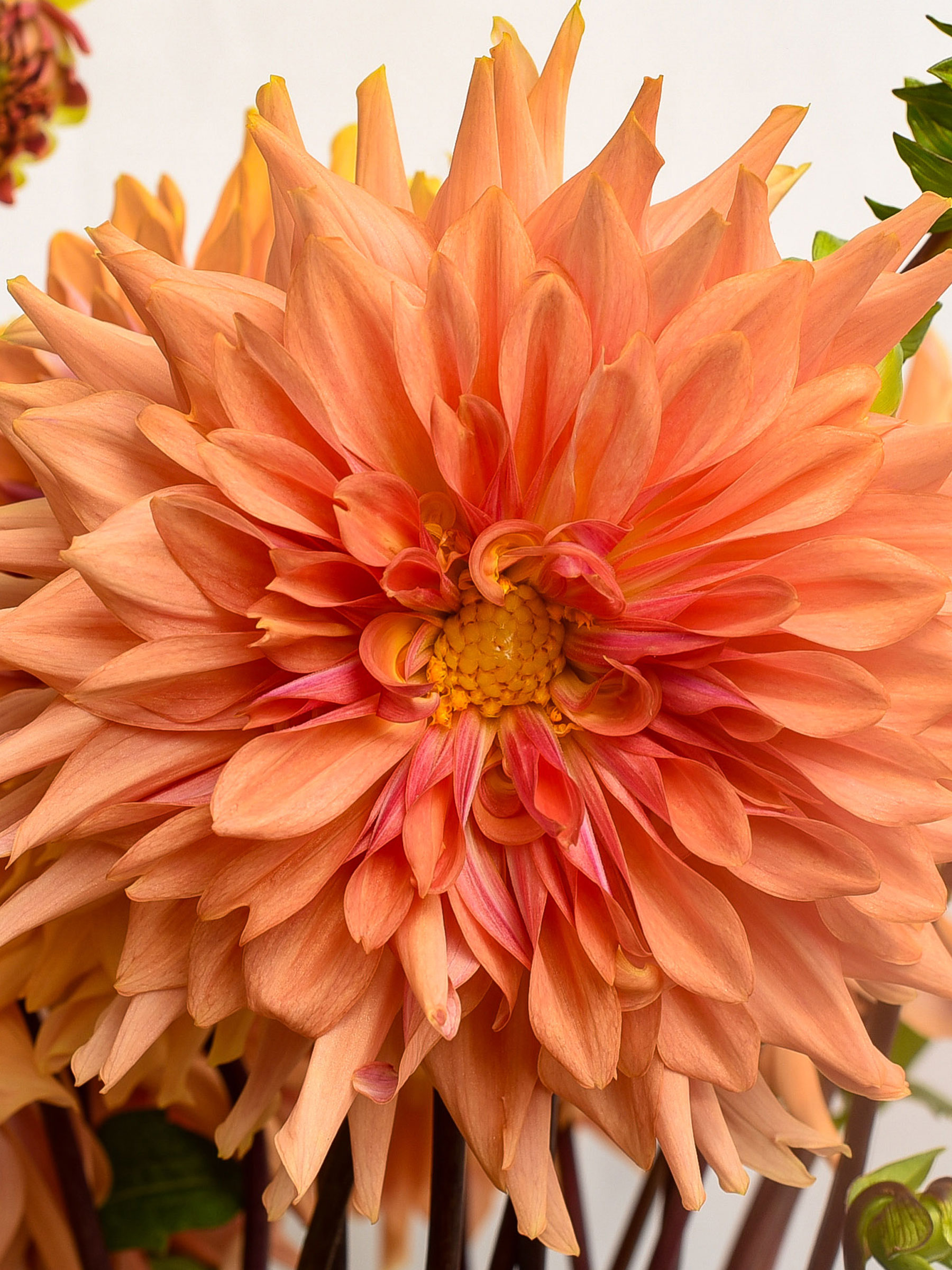 Dahlia Terracotta | Bluestone Perennials