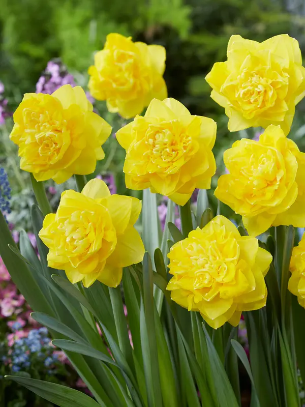 Daffodil Thunderball