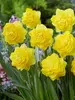 Daffodil Thunderball