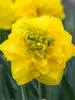 Daffodil Thunderball