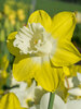 Daffodil Teal