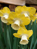 Daffodil Teal