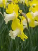 Daffodil Teal
