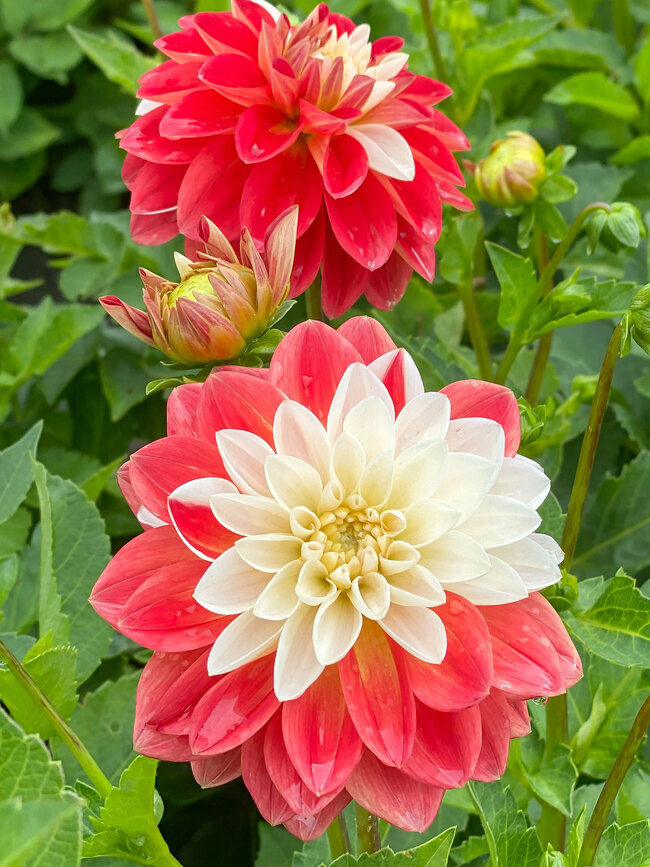 Dahlia Tangerine Sorbet