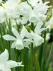Daffodil Thalia