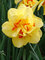 Daffodil Tahiti