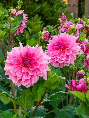 Link to Dahlia Otto&#39;s Thrill