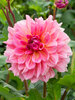 Dahlia Ottos Thrill