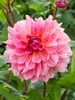 Dahlia Ottos Thrill