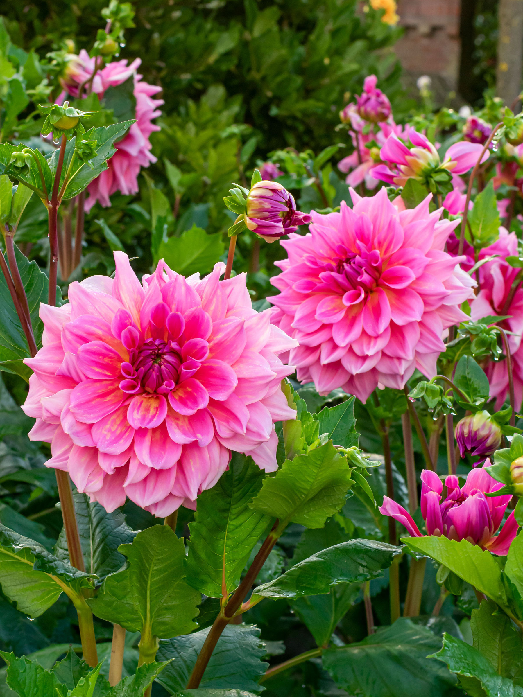 Dahlia Otto's Thrill | Bluestone Perennials