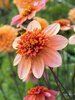 Dahlia Totally Tangerine