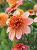 Dahlia Totally Tangerine
