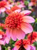 Dahlia Totally Tangerine