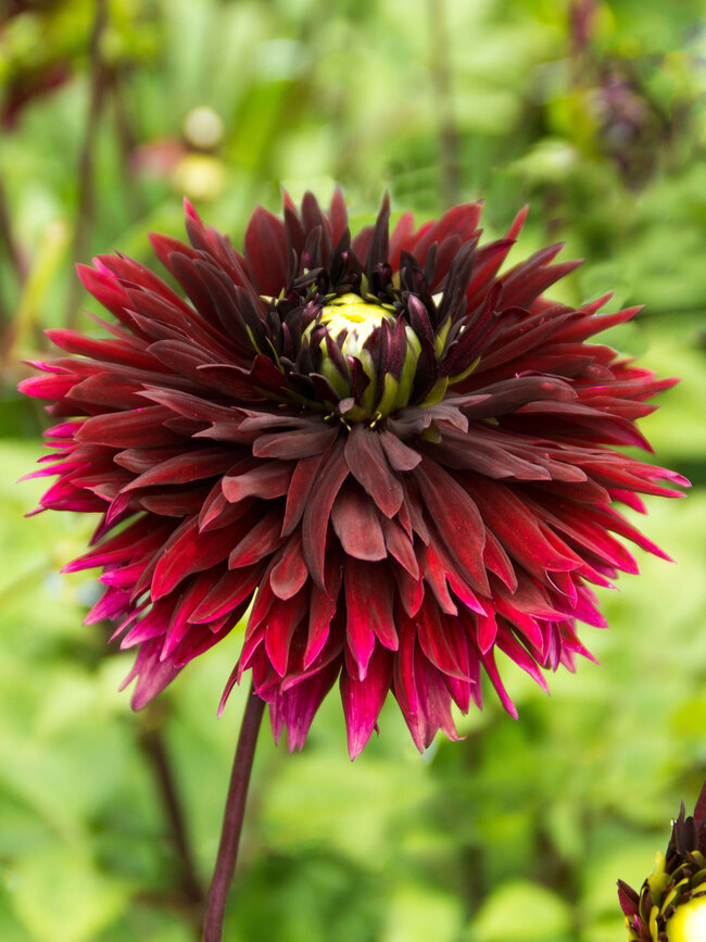 Dahlia Black Touch