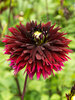 Dahlia Black Touch