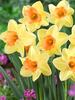 Daffodil Tickled Pinkeen