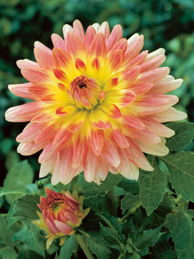 Dahlia Tropical Sunset