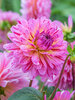 Dahlia Tropical