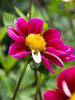 Dahlia Twyning's Smartie