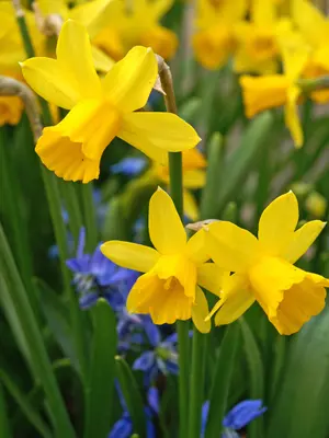 Link to Daffodil Tete-A-Tete Value Pak