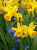 Daffodil Tete-A-Tete-Value-Pak