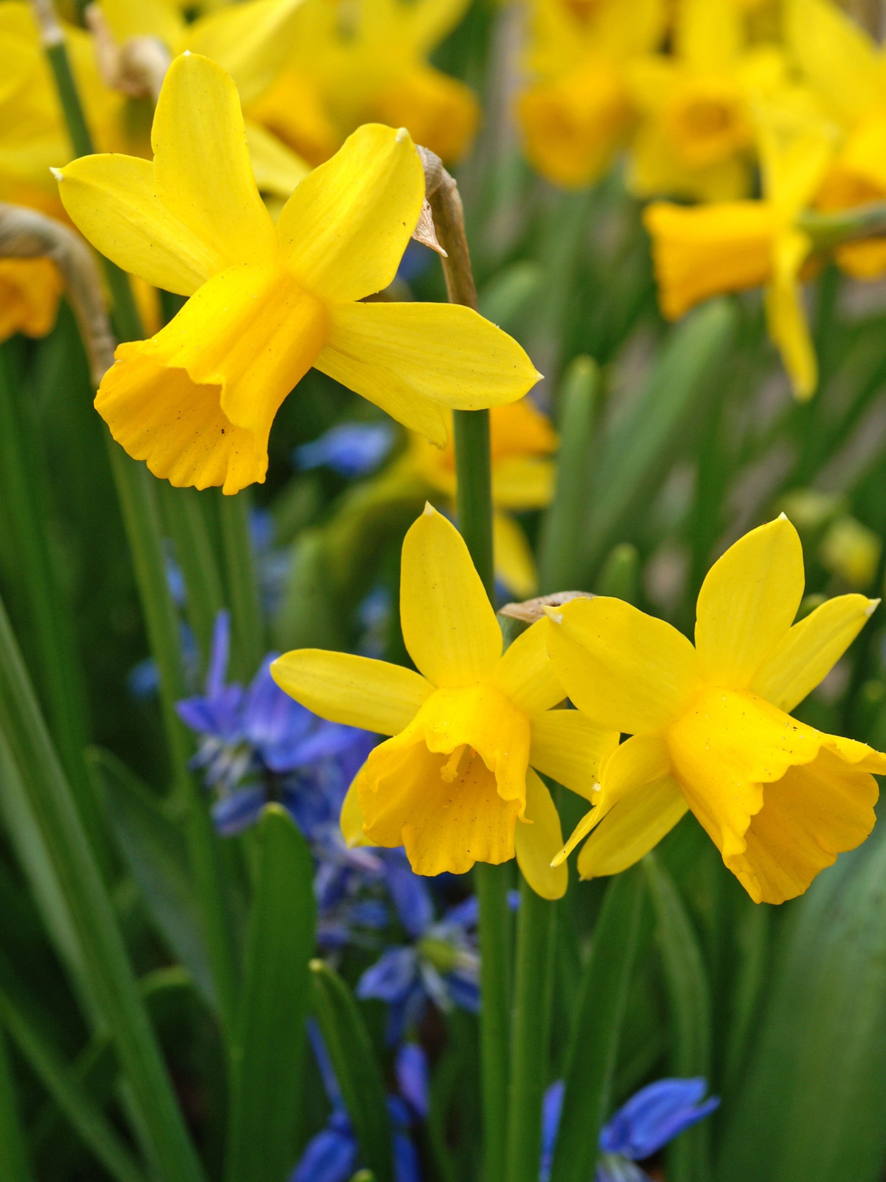 Daffodil Tete-A-Tete Value Pack | Bluestone Perennials