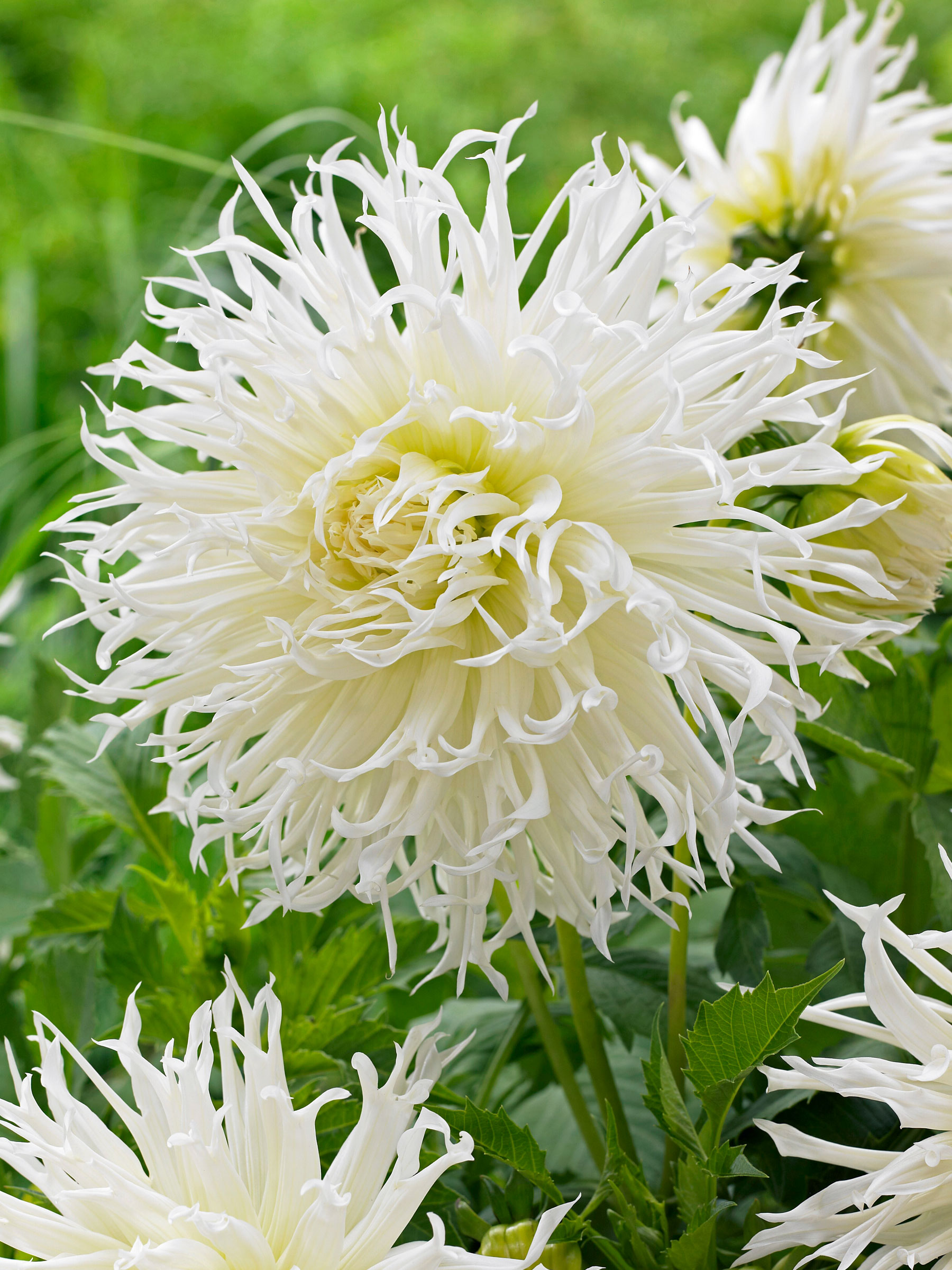 Dahlia Tsuki Yori No Shisha | Bluestone Perennials