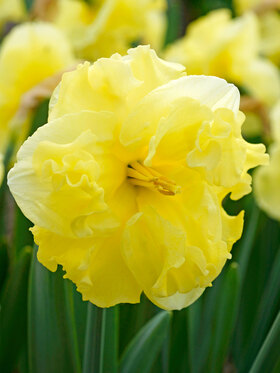 Photo of Daffodil Sunny Side Up (X5)