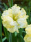 Daffodil Sunny Side Up