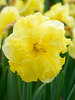 Daffodil Sunny Side Up