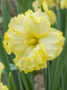 Daffodil Sunny Side Up