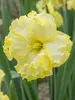 Daffodil Sunny Side Up